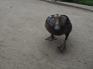 Ente 